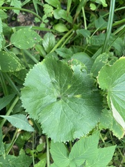 Ranunculus cassubicus