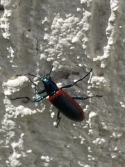 Strongylium championi