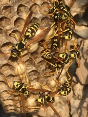 Polistes mongolicus