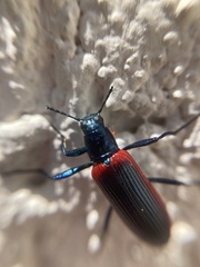 Strongylium championi