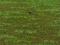 Jacana jacana