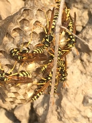 Polistes mongolicus