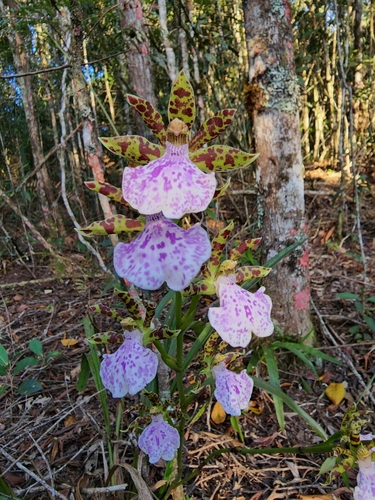 Zygopetalum maculatum