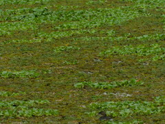 Jacana jacana