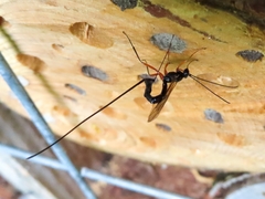 Ephialtes manifestator