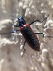 Strongylium championi