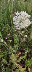 Daucus carota