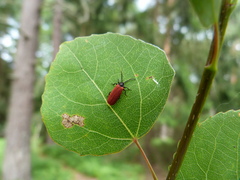 Pyropterus nigroruber
