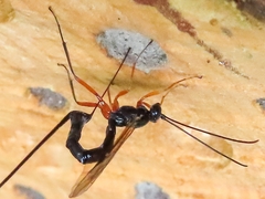 Ephialtes manifestator