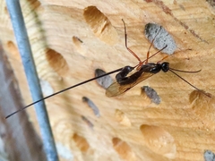 Ephialtes manifestator