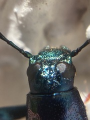 Strongylium championi