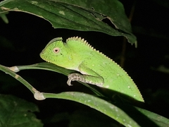 Gonocephalus chamaeleontinus