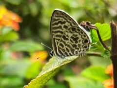 Leptotes plinius