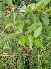 Viburnum cassinoides image