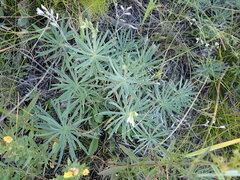 Onosma tanaitica