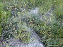Gypsophila altissima