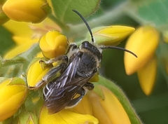 Macropis