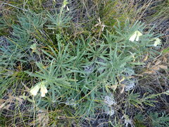 Onosma tanaitica
