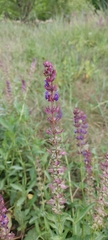 Salvia nemorosa