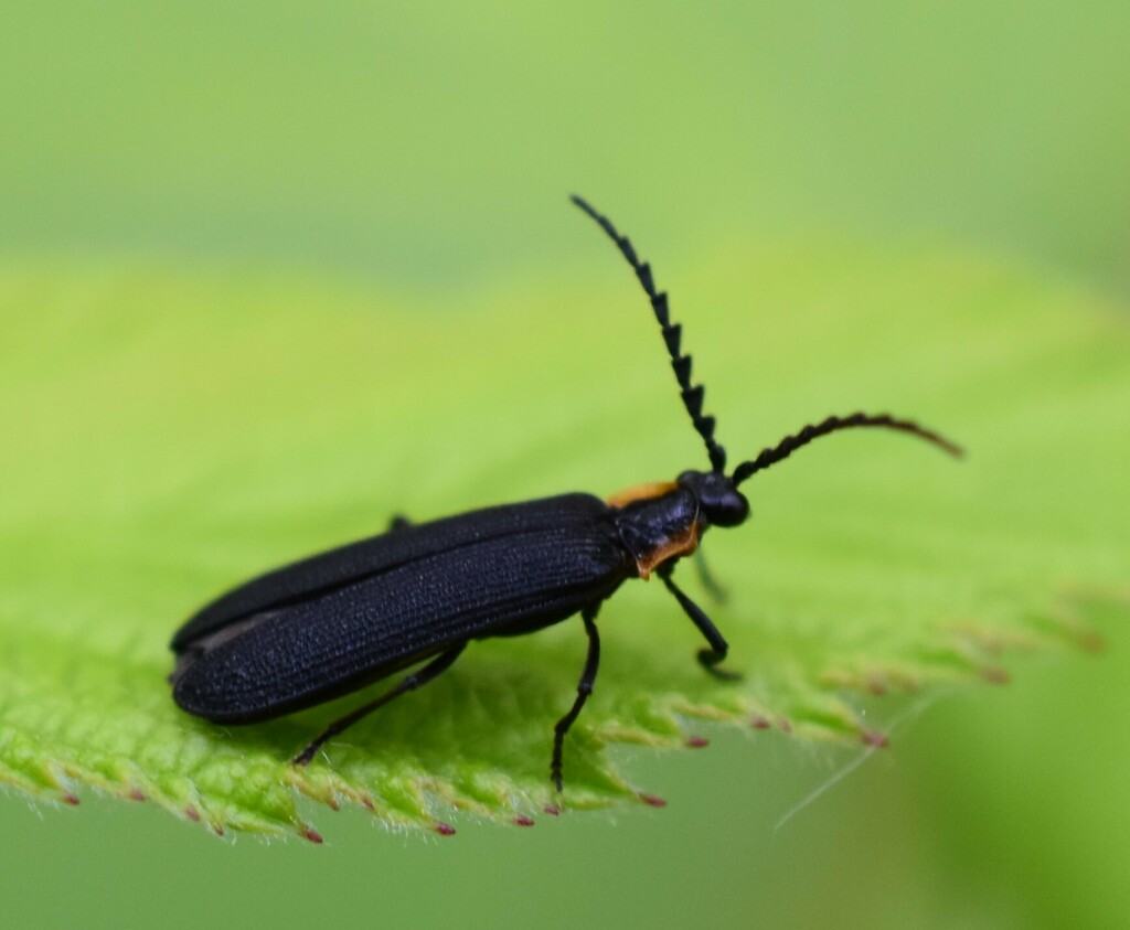 Click, Firefly, and Soldier Beetles from Avon, ME 04966, USA on July 10