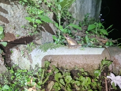 Chalcorana chalconota