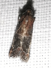 Acrobasis marmorea