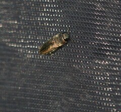 Anthaxia umbellatarum