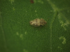 Urentius hystricellus