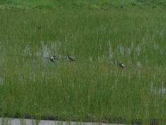 Himantopus mexicanus