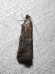 Acrobasis marmorea