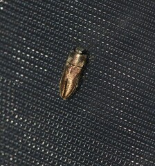 Anthaxia umbellatarum