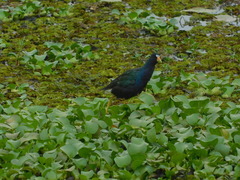 Porphyrio martinica