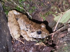 Limnonectes microdiscus