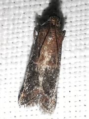 Acrobasis marmorea