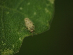 Urentius hystricellus