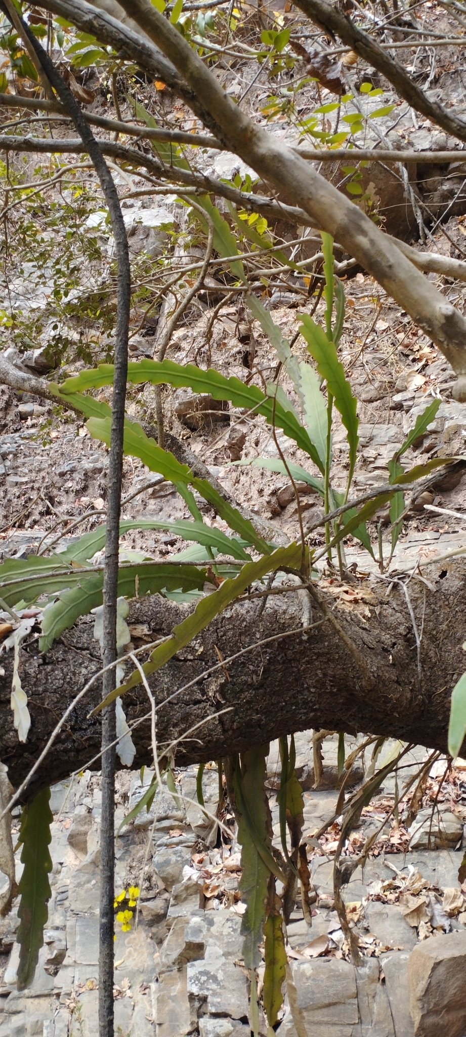 Epiphyllum phyllanthus