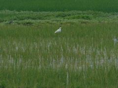 Egretta thula