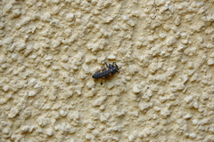 Coccinella septempunctata