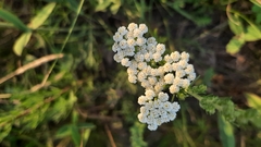 Achillea nobilis
