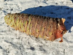 Abies cephalonica