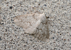 Sabulodes packardata