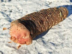 Abies cephalonica