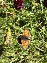 Melitaea varia