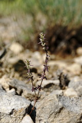 Galium verticillatum