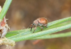 Anthonomus phyllocola