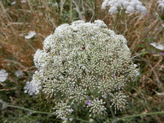 Apiaceae