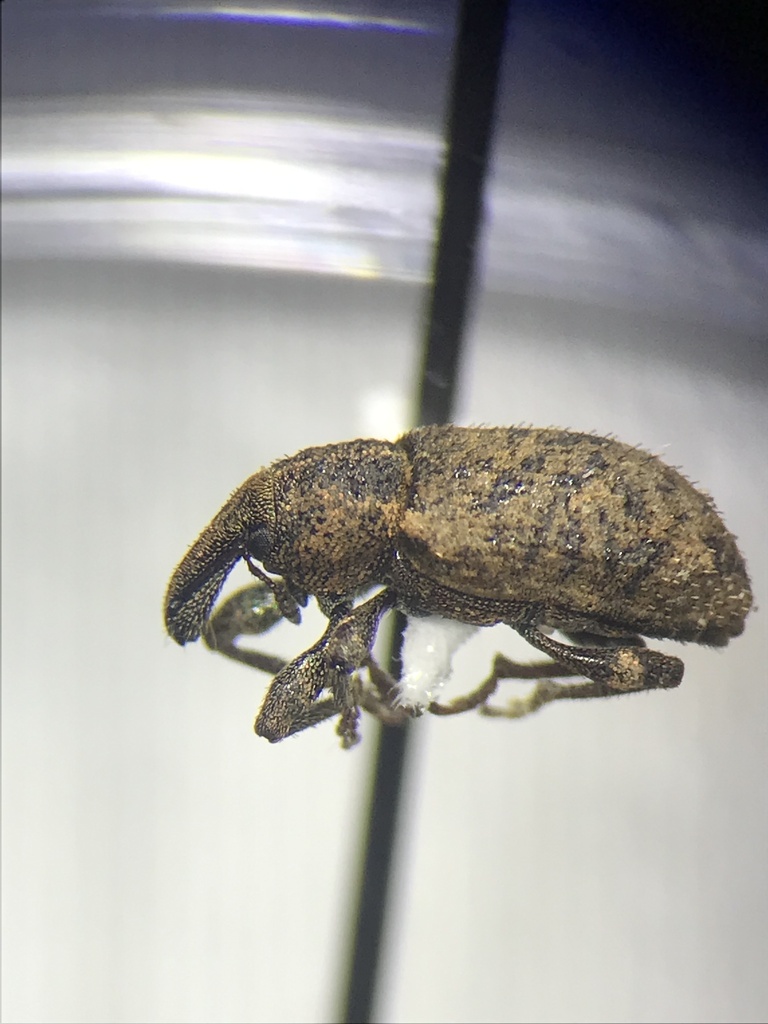 carrot weevil