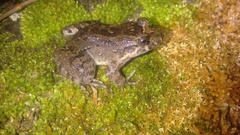 Leptodactylus colombiensis