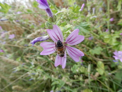 Apis mellifera