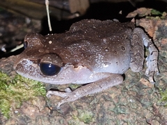 Leptobrachium hasseltii